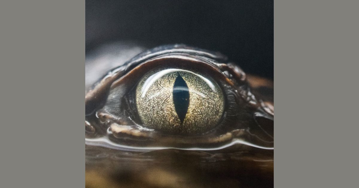 แปลเพลง : Joji - Glimpse Of Us เศษเสี้ยวที่เลือนราง